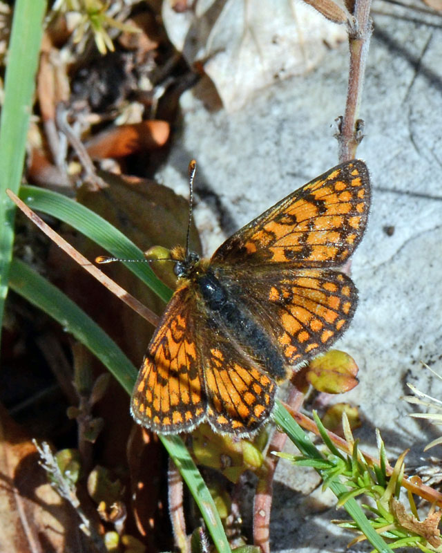 Esemplari di Melitaea da identificare